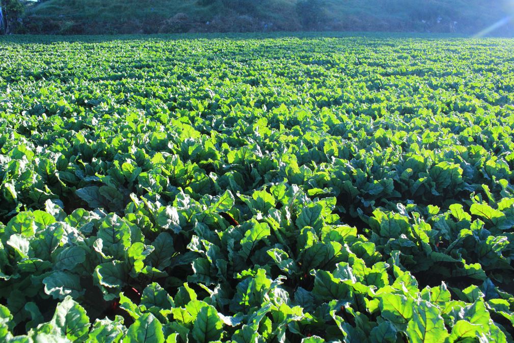 Exportaciones de frutas, legumbres y hortalizas reflejan balanza comercial positiva