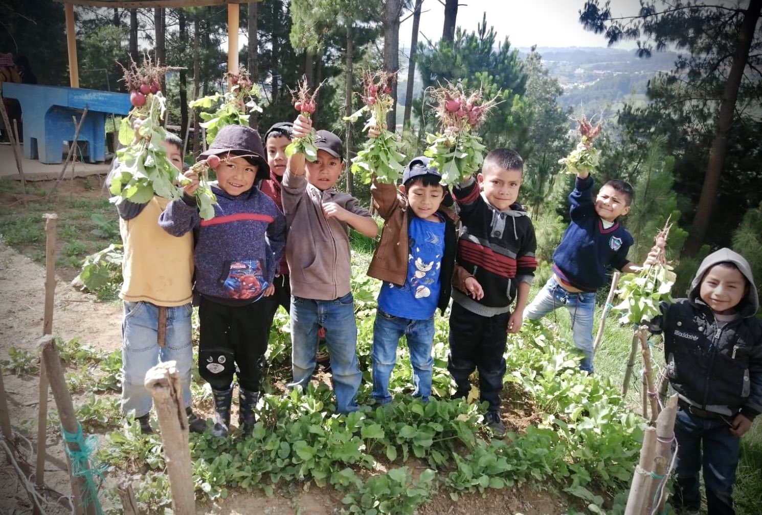 Estudiantes de Momostenango producen rábanos en huertos escolares