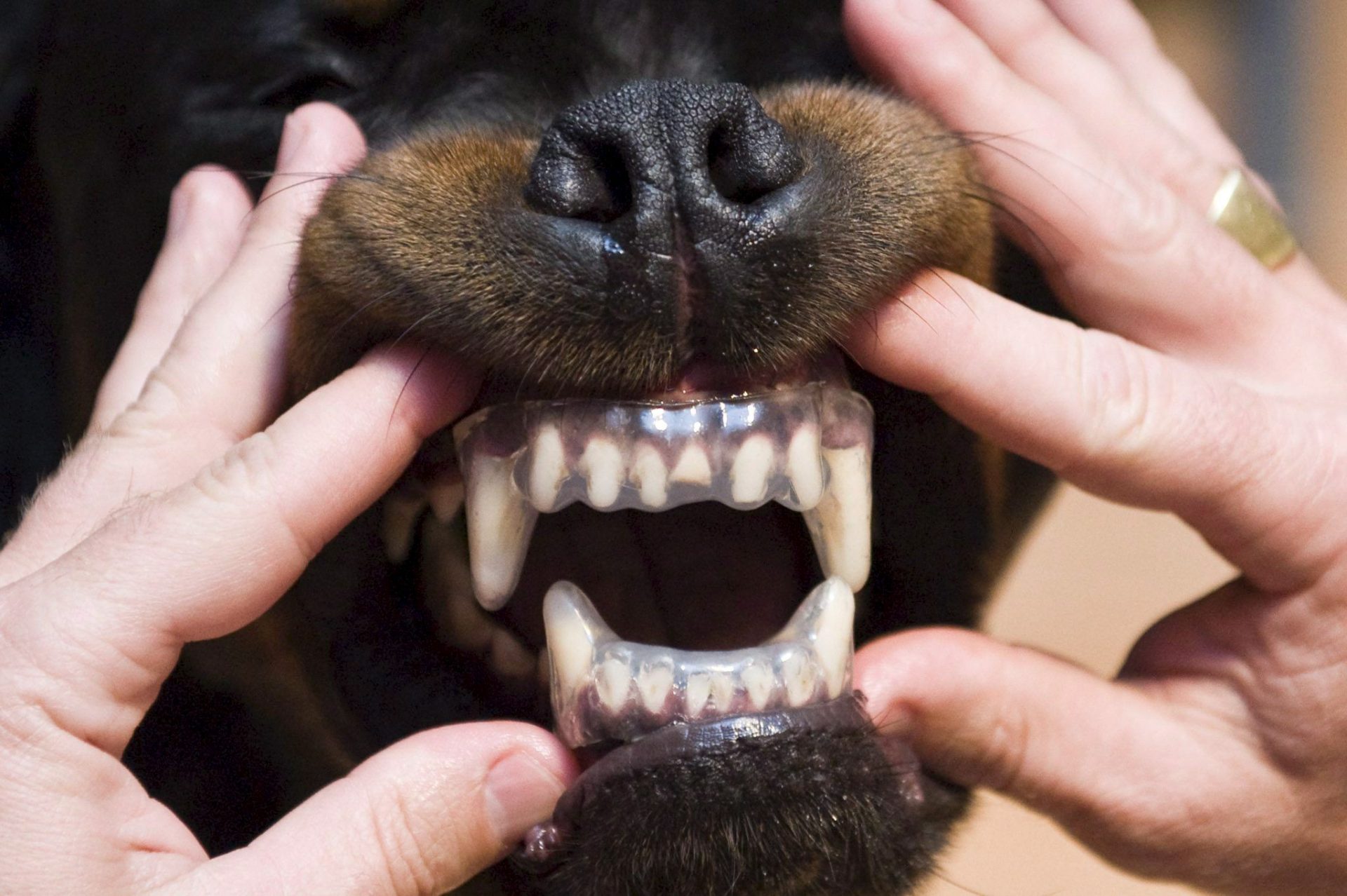Los perros muerden más en días muy calurosos y con niveles de contaminación elevados