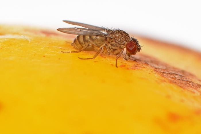 Moscas modificadas genéticamente se reproducen sin macho