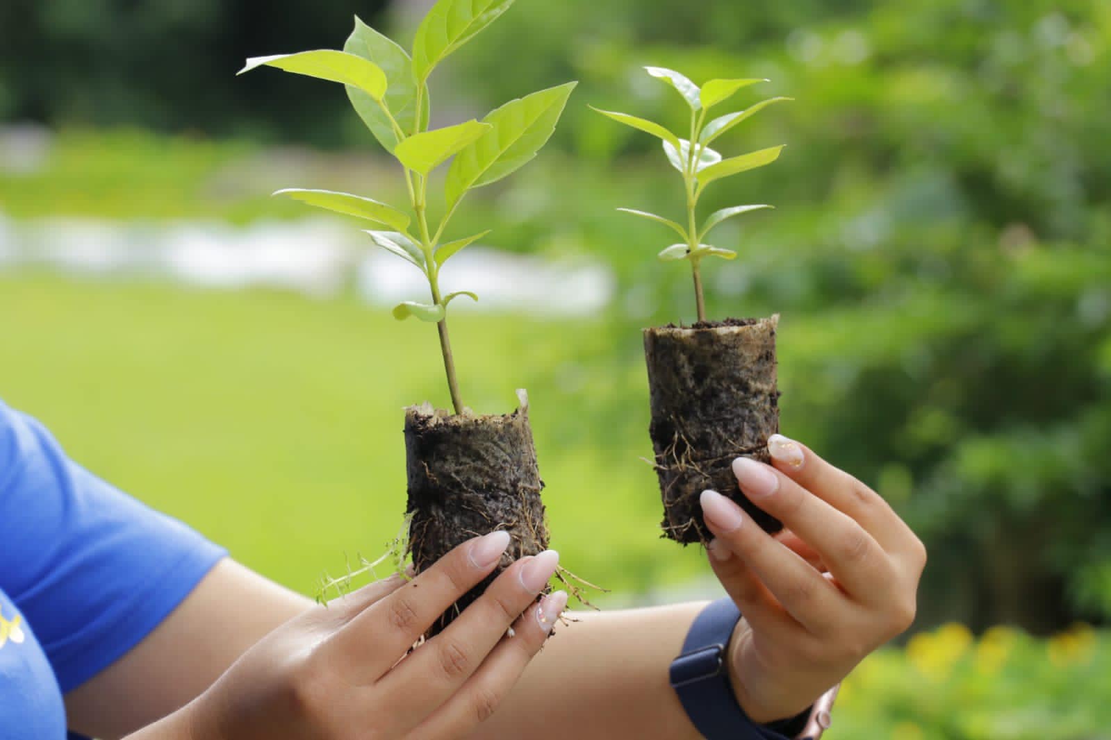 Al menos 20 mil árboles serán plantados en diferentes sitios turísticos