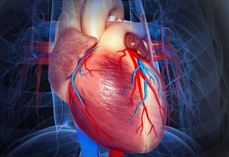 Detallado mapa de células cardíacas da nuevas pistas sobre el latido del corazón