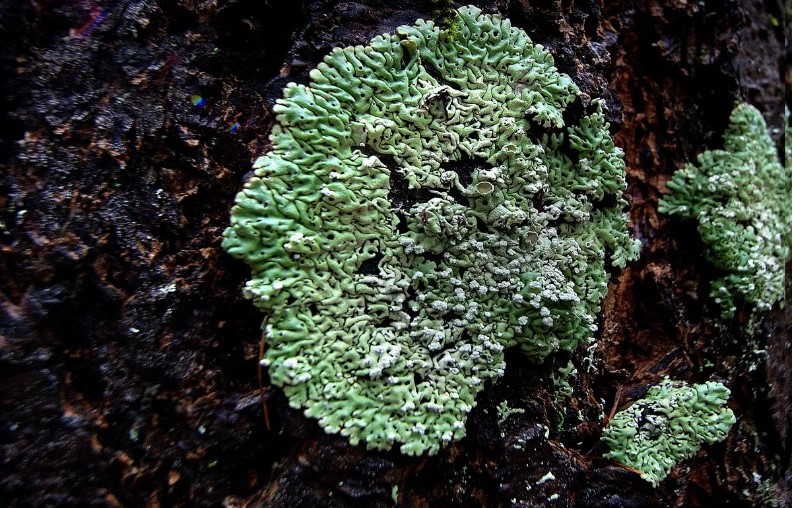 Cambio climático amenaza a 771 especies de plantas y líquenes en peligro de extinción