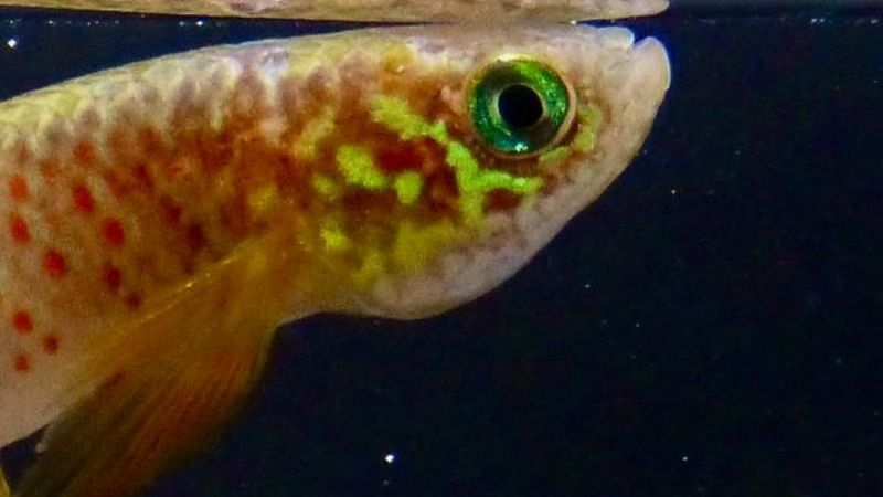 Hallan en Bolivia un pez que sobrevive fuera del agua y que cambia su forma de respirar