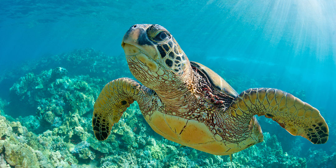 Tortugas verdes: miles de años regresando a la misma pradera para comer