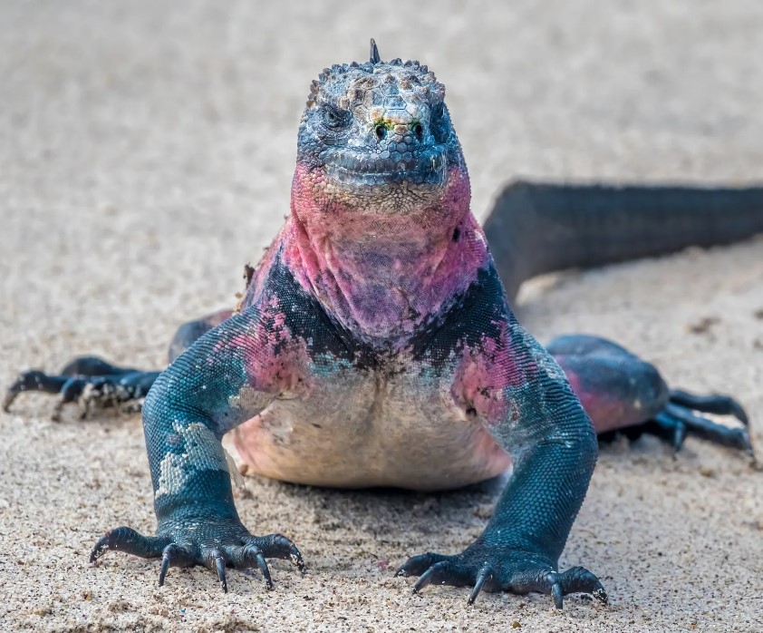 Biobanco guarda el tesoro genético de las islas Galápagos