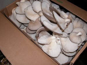 La recolección de hongos requiere conocimiento para distinguir especies. / Foto: Inecol, México.