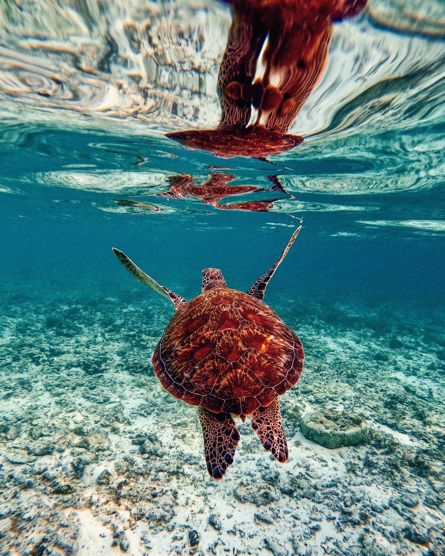 La minería submarina sigue siendo una amenaza para los océanos