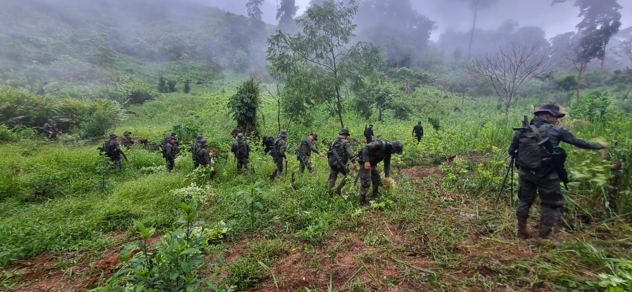 PNC Localizaron plantaciones de hojas de coca durante el fin de semana.