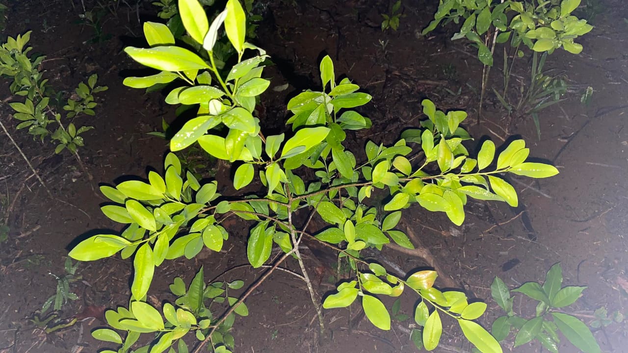 Las matas de coca estaban en fase de aprovechamiento. / Foto: Ejército de Guatemala.