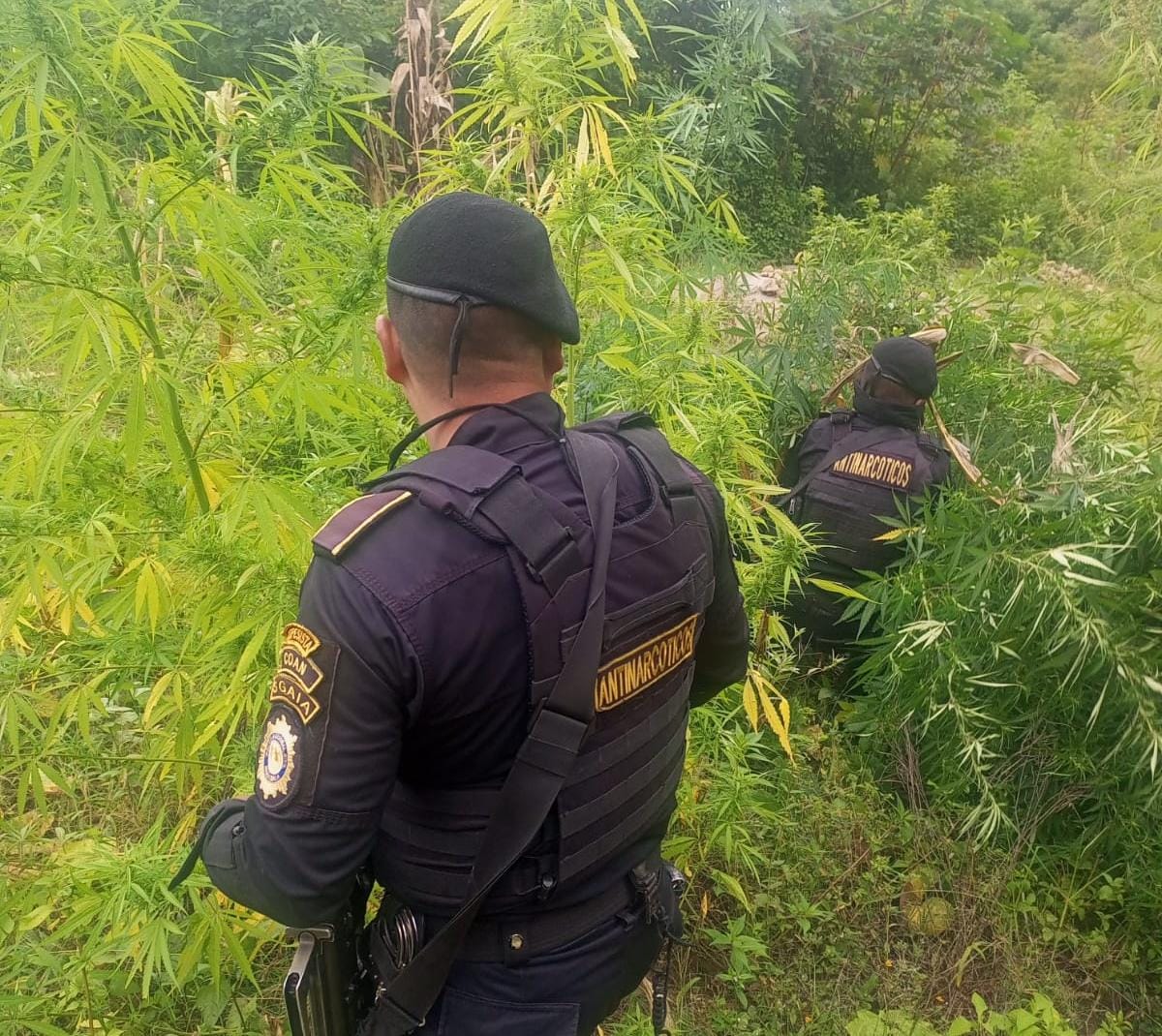 Localizaciones de marihuana durante los últimos días