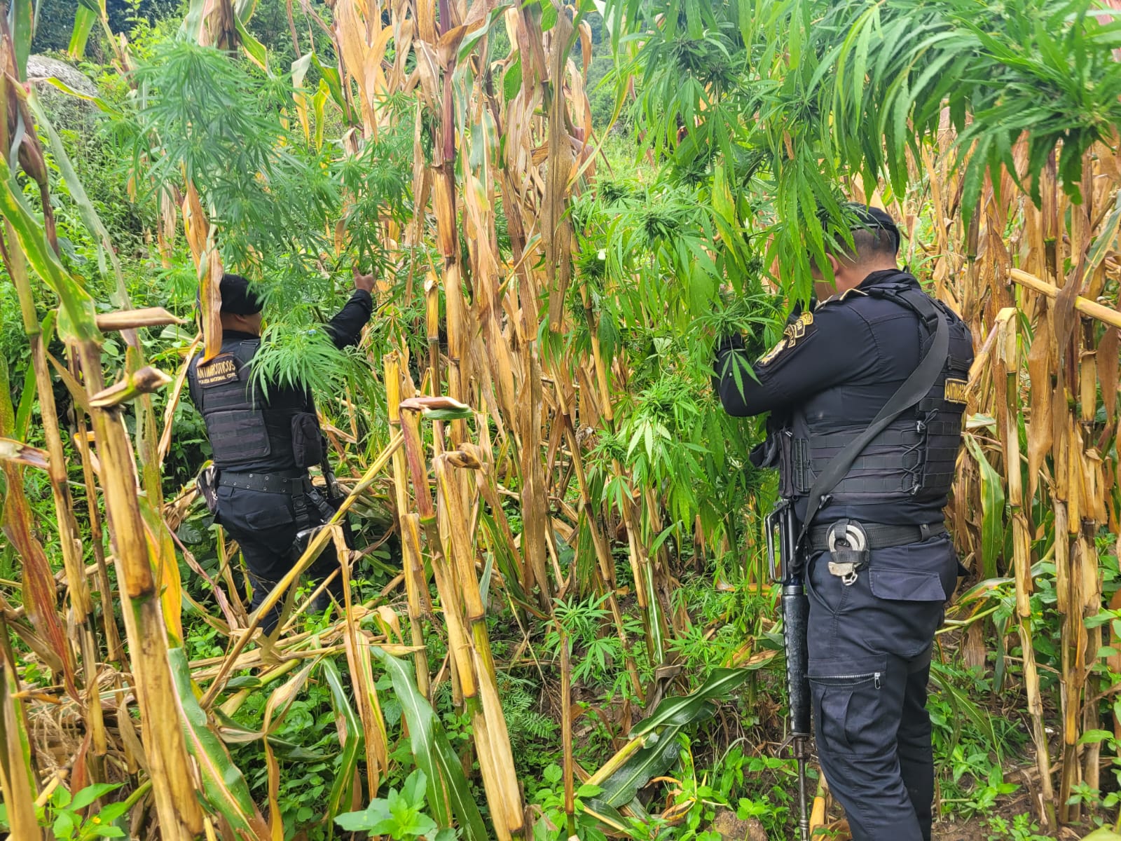 PNC localiza plantaciones de coca y matas de marihuana el fin de semana