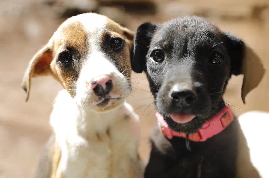 Día del Perro: fieles acompañantes, inspectores, rescatistas, guías y más