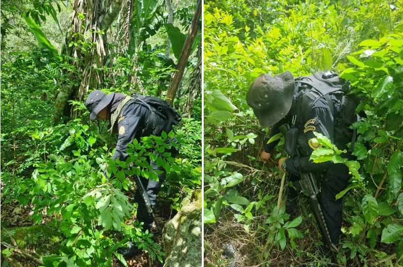 PNC localiza plantaciones de hoja de coca en Chiquimula