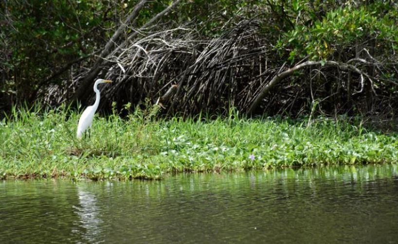 26 de junio, Día Internacional de la Conservación de Manglares