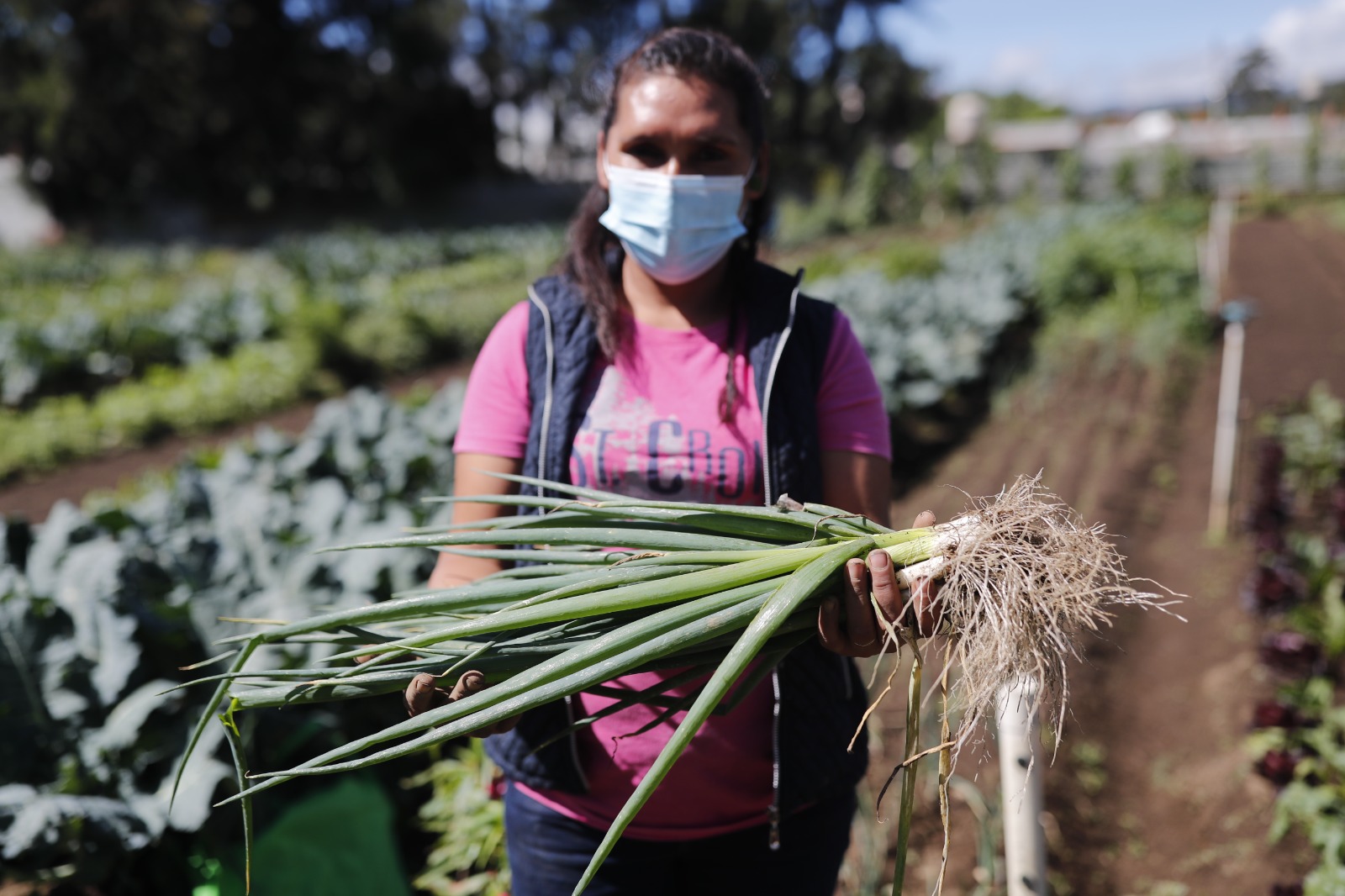 Guatemala ofrece una gran variedad de productos a la región centroamericana. /Foto: DCA
