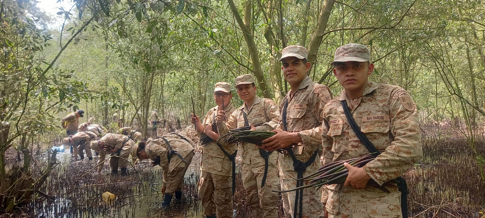 Efectúan jornada de reforestación de mangle en La Blanca, San Marcos