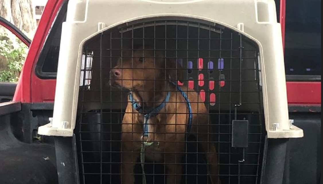 MAGA recuerda sanciones por infracciones contra el bienestar animal