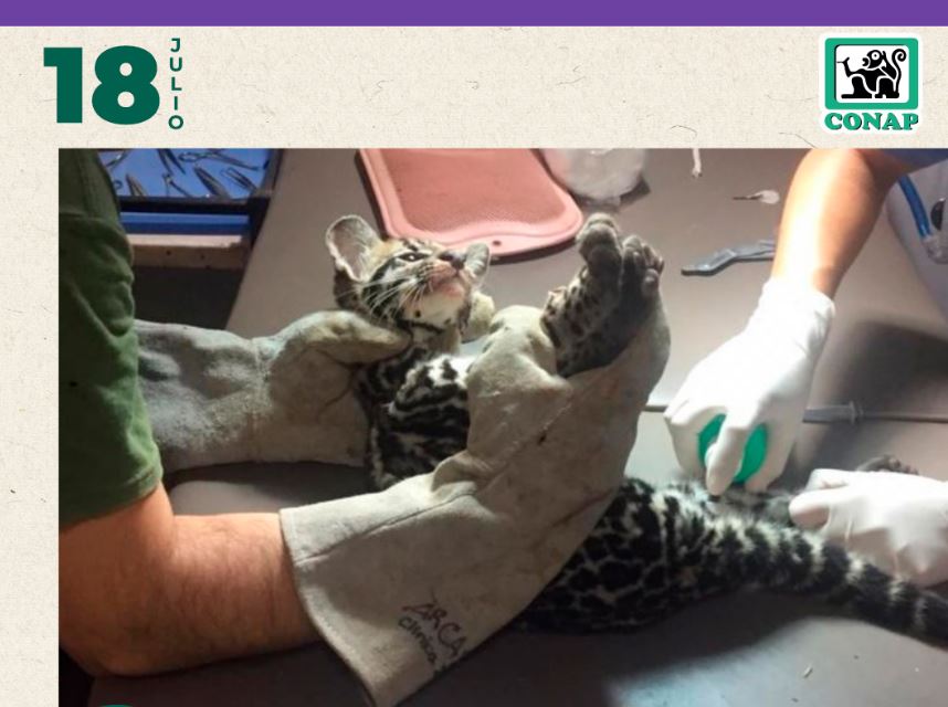Día del Veterinario
