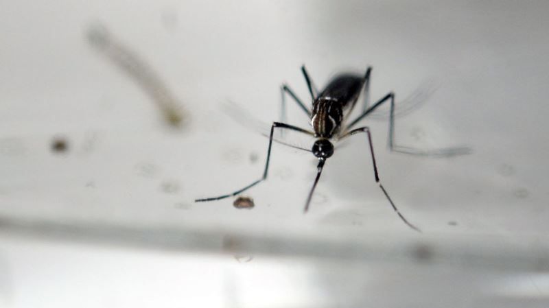 Buscan evitar la proliferación de mosquitos transmisores del dengue. /Foto: DCA