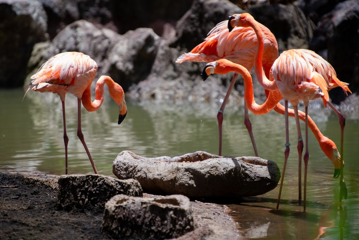 Zoológico La Aurora cuenta con nuevos atractivos
