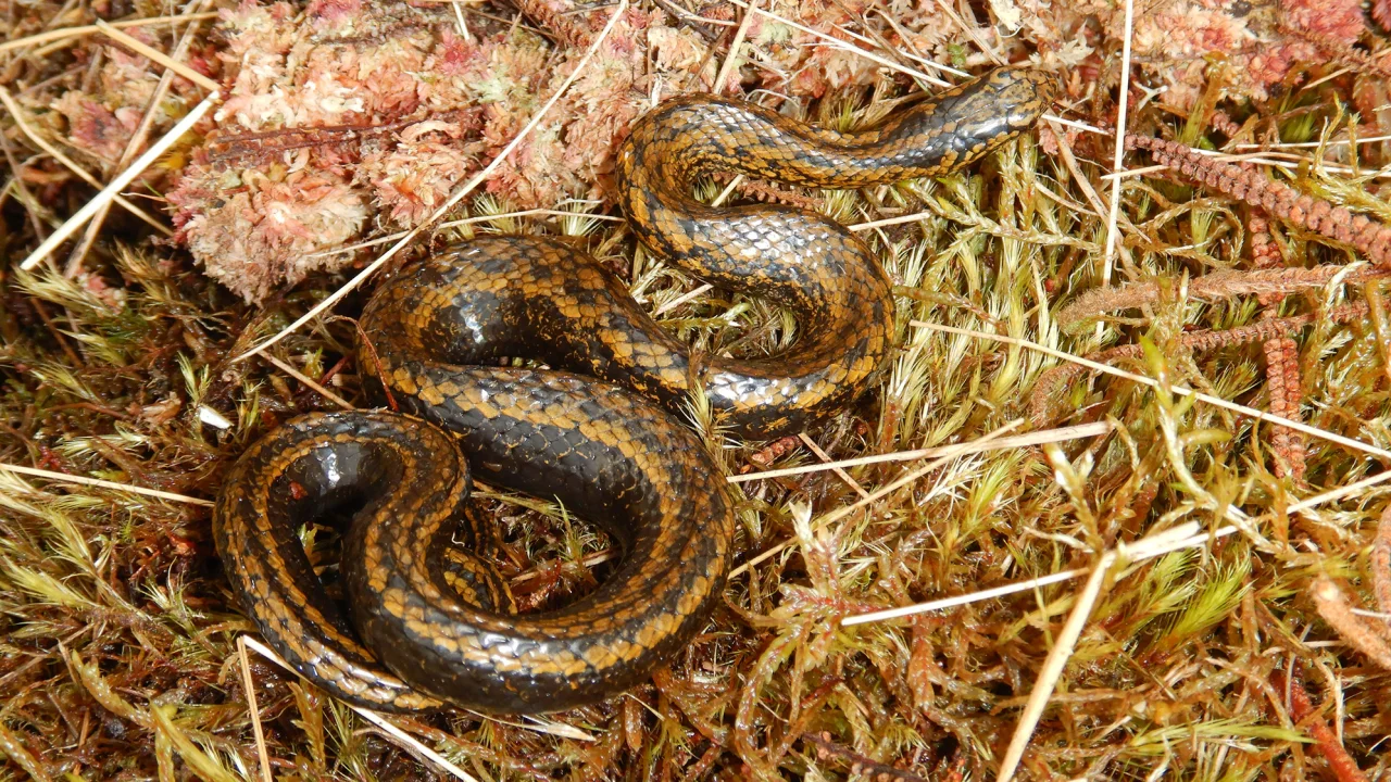 Denominan “Harrison Ford” a nueva especie de serpiente descubierta en Perú