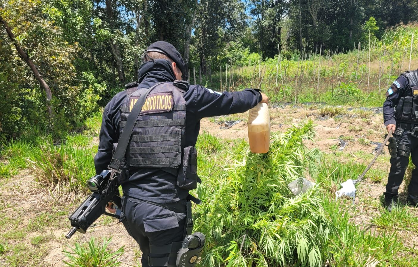 Localizan plantaciones ilícitas en Totonicapán y Zacapa