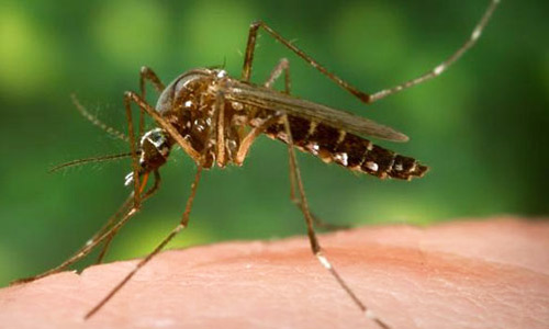 Mosquitos macho pueden detectar el sonido del vuelo de las hembras en el atardecer. / Foto: James Gathany, Centro para el Control de Enfermedades y Salud Pública, Universidad de Florida.