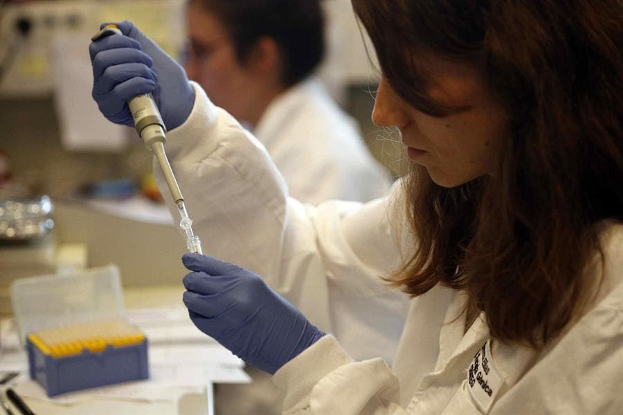 Identifican células madre en el timo, una posible vía para reforzar el sistema inmunitario