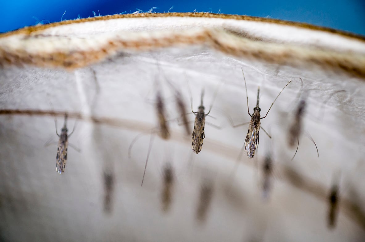 Más de 432 mil casas deschatarrizadas en prevención del dengue