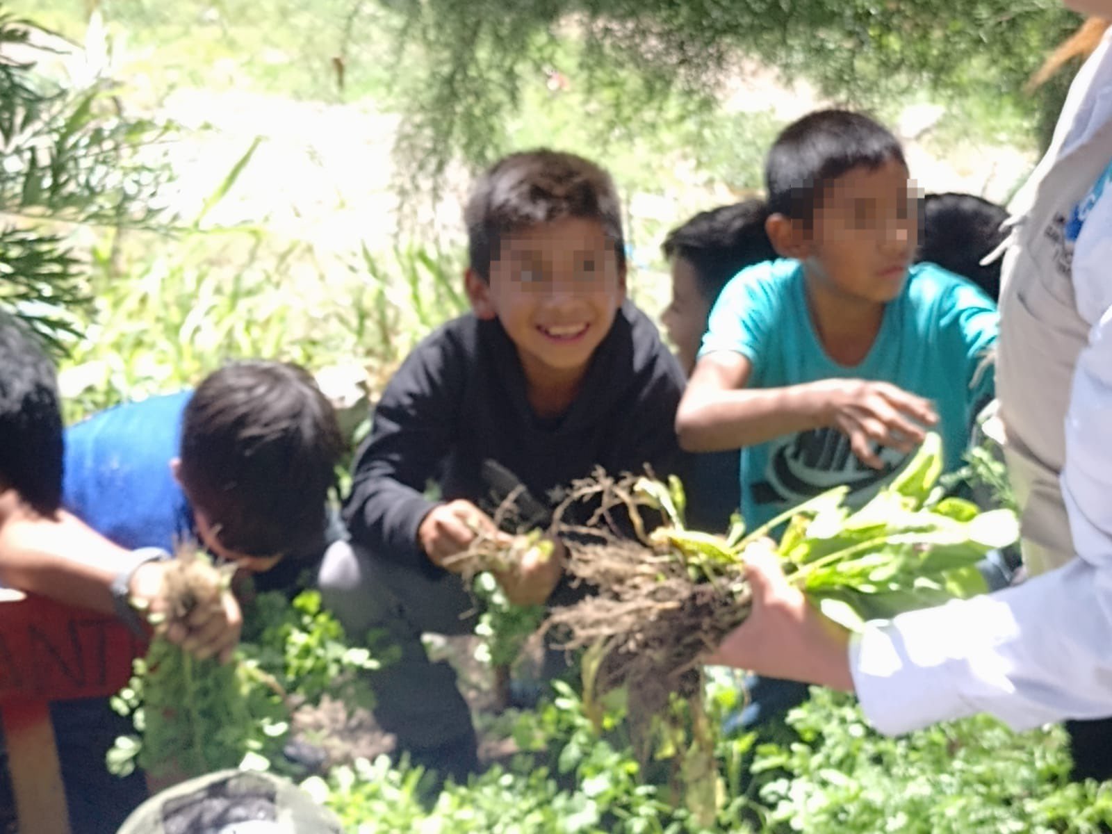 Estudiantes de Huehuetenango recolectan productos de los huertos escolares. /Foto: Gobernación Departamental de Huehuetenango