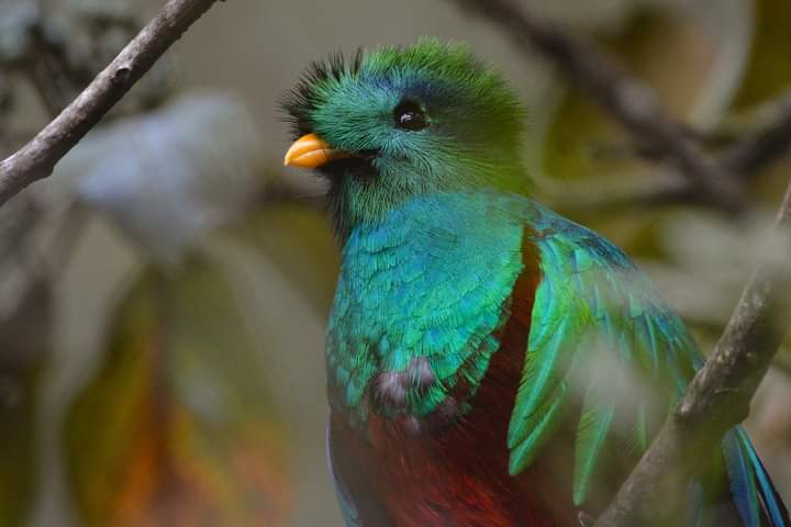 Guatemala celebra el Día del Quetzal, una de las aves más bellas del mundo
