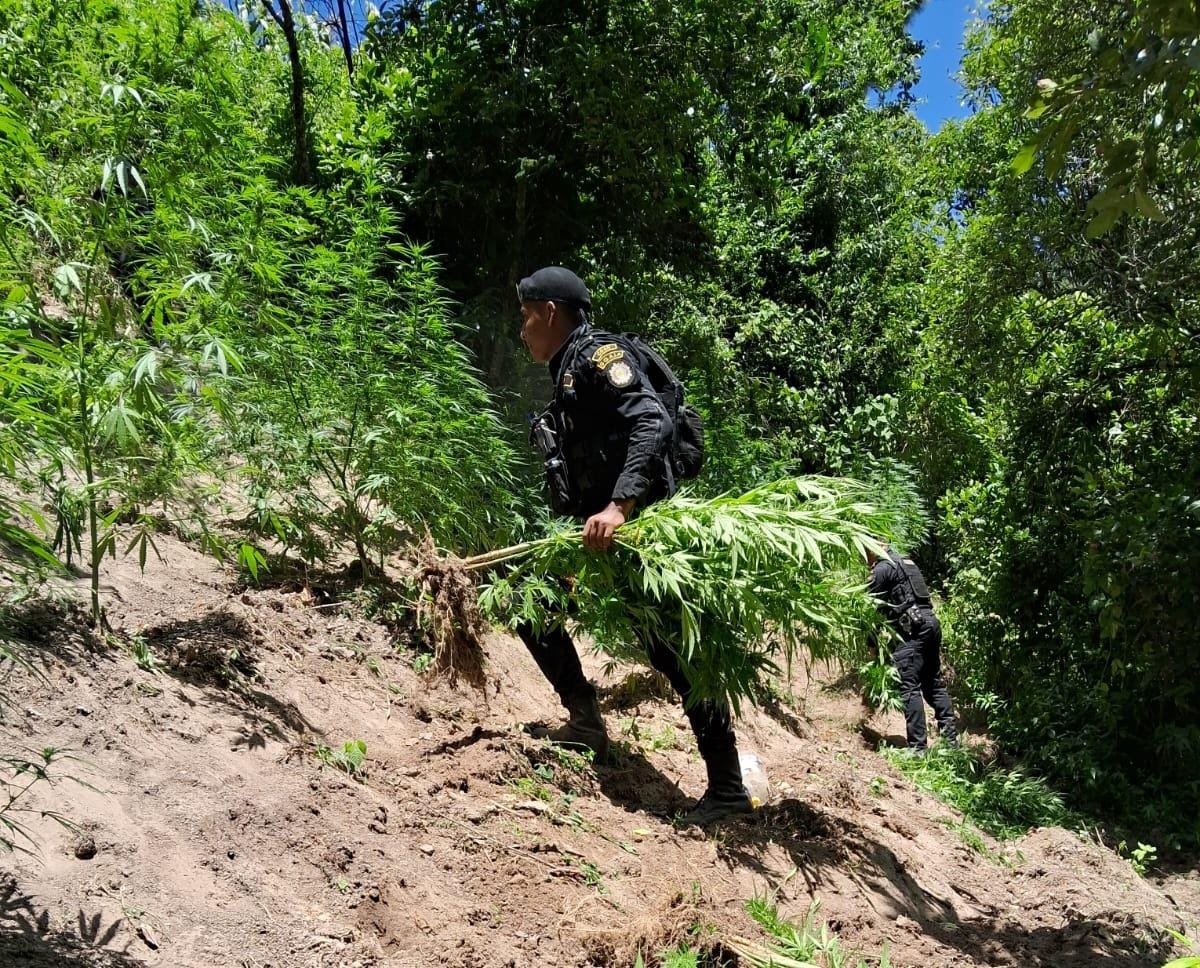 Más de 670 millones en erradicación de plantaciones ilícitas en 2023