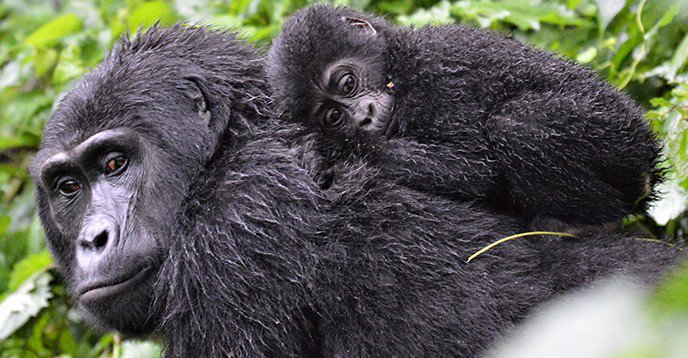 Unesco celebra éxito de Ruanda en protección de los gorilas de montaña