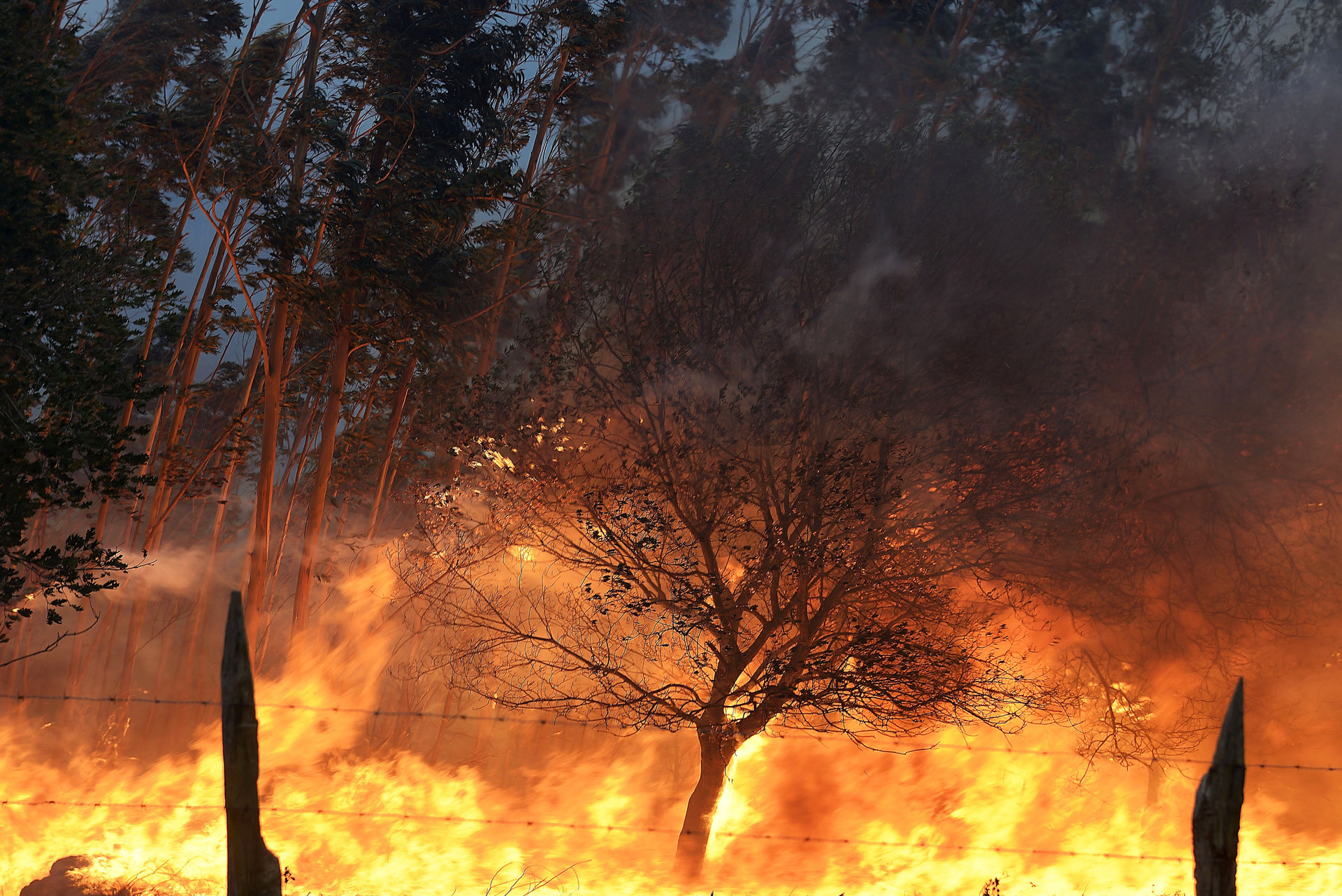 Contaminación por fuegos forestales se vincula al riesgo de suicidio en zonas rurales
