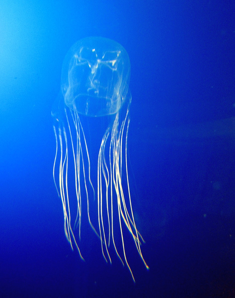 Hallazgo con medusas nos acerca a la bóveda de la memoria