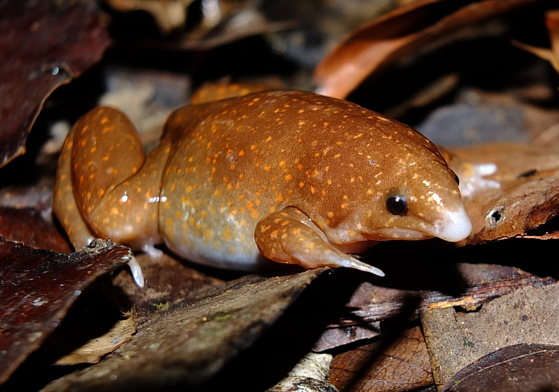 Descubren tres nuevas especies de “ranas invisibles” en la Amazonía colombiana