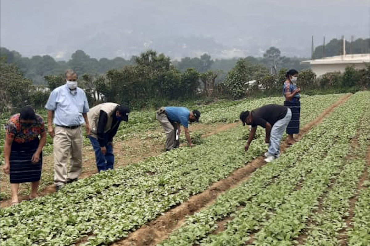 Más de 80 mil beneficiados con programa de alimentación. /Foto; MAGA
