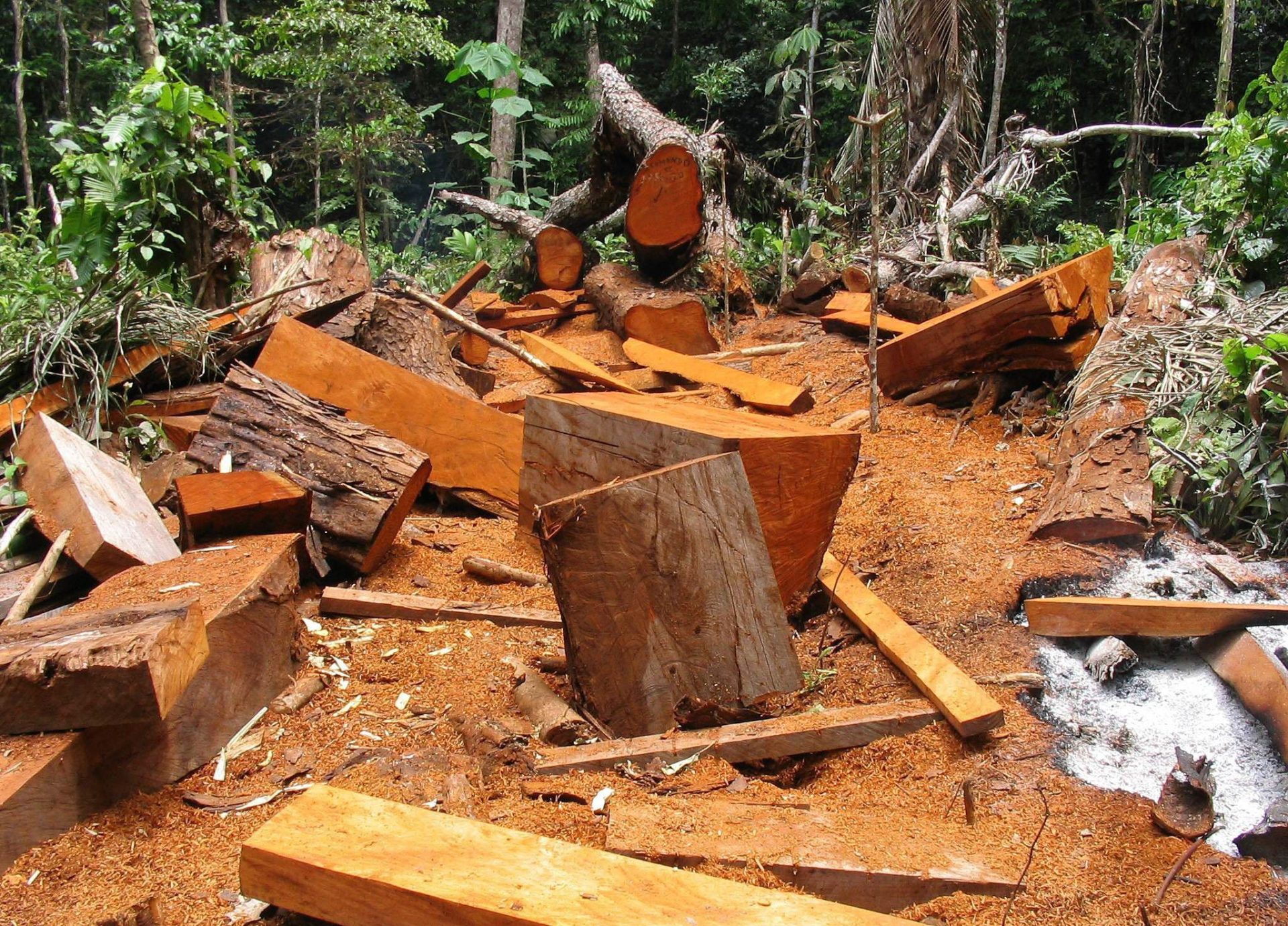 Repoblar bosques talados con variedad de especies arbóreas acelera su restauración