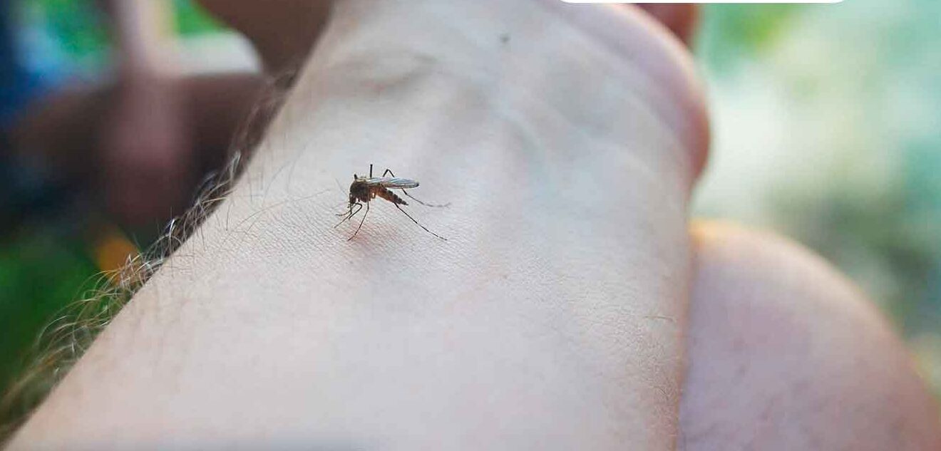 Salud continúa fomentando las medidas para la prevención del dengue