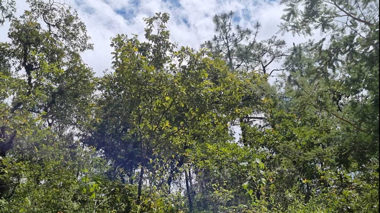 Realizan sexto pago de incentivos forestales en Huehuetenango
