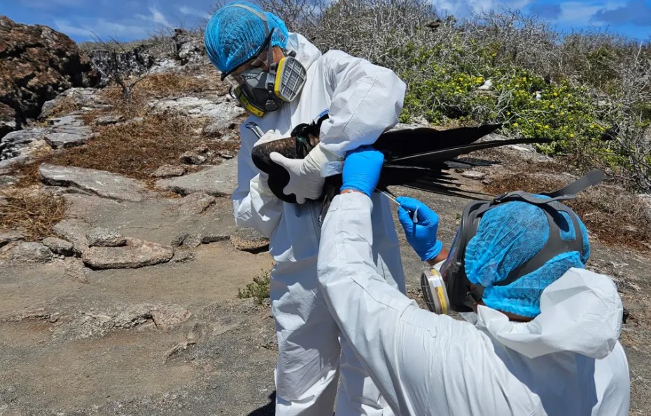 Toma de muestras de aves por gripe aviar en Islas Galápagos. / Foto: EFE.