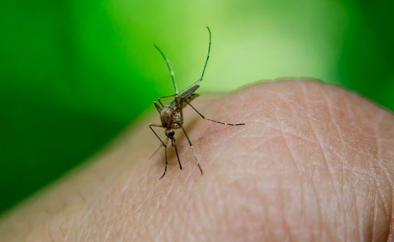 Dengue