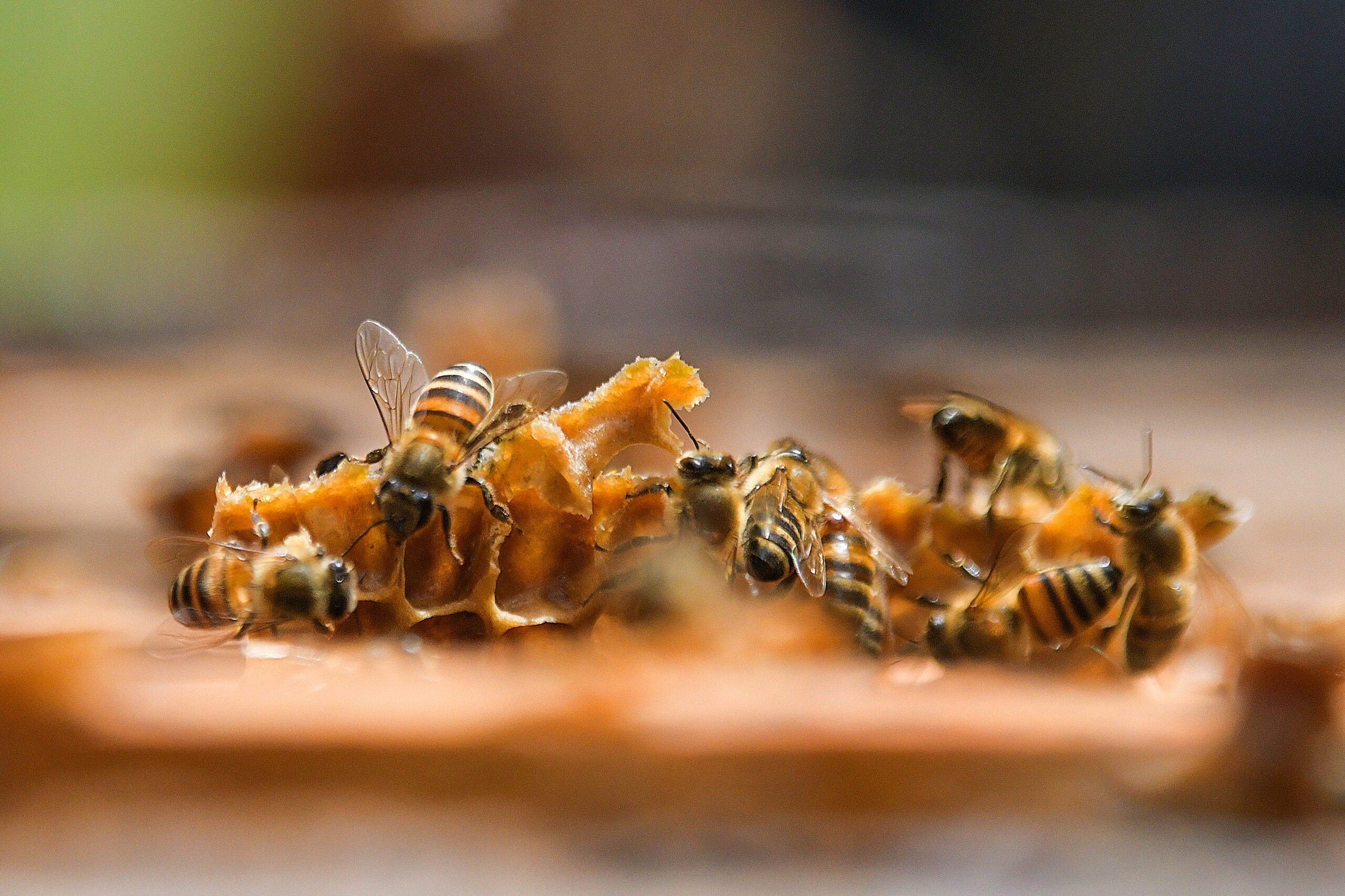 Las abejas, reconstructoras del ecosistema natural y fuente de trabajo