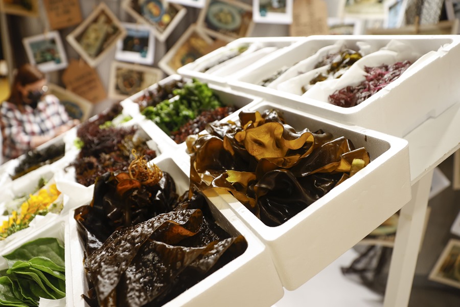 Estand de algas en un evento gastronomico en España. / Foto: EFE.