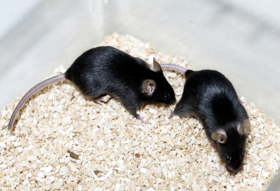 Hormonas preparan el cerebro de los ratones para criar. / Foto: EFE, Fernando Alvarado, Archivo.