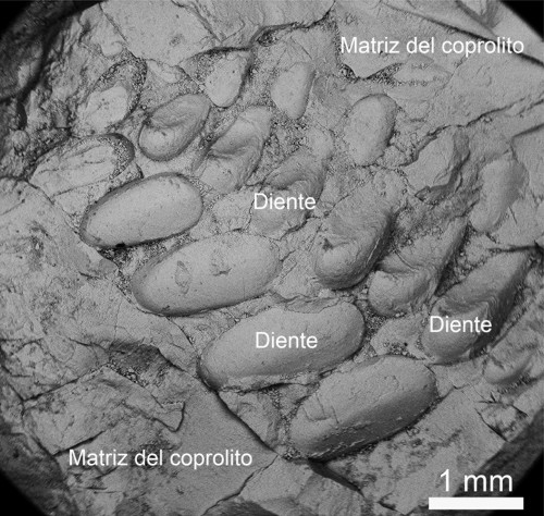 Analizaron componentes de coprolitos de culturas precolombinas. / Foto: Sandra Barrios de Pedro, noticias de la ciencia.
