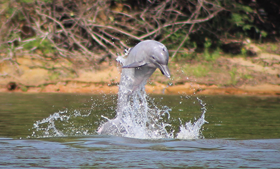 Delfines rosados del Amazonas. / Foto: EFE.