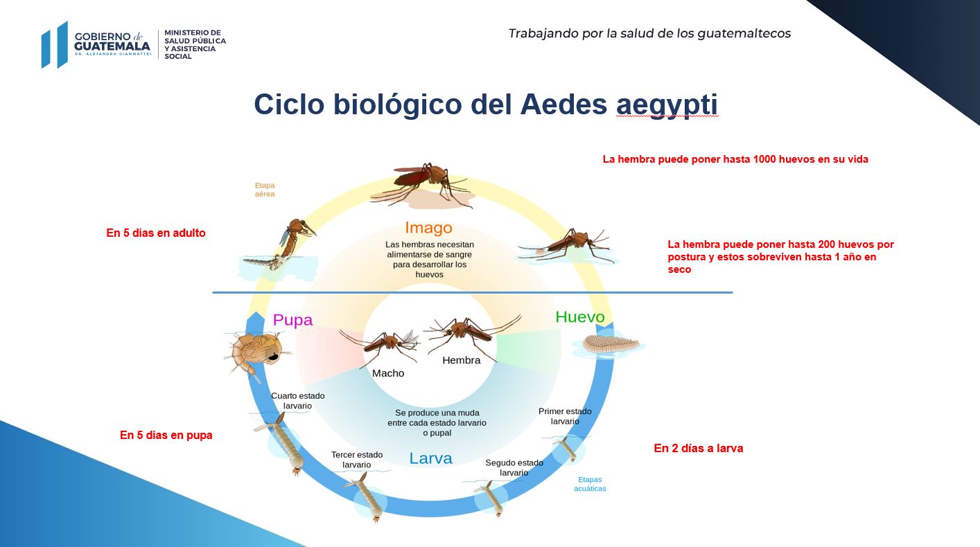 Dengue