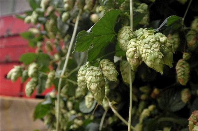 El lupulo aporta aroma y sabor a la cerveza. / Foto: EFE Agro.